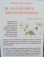 P03 - Garance des teinturiers.jpg